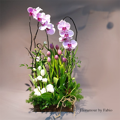 Lujoso diseño mixto con orquídeas, complementadas con tulipanes. Tonalidad de las flores puede variar según disponibilidad en la importación. Sólo Santiago